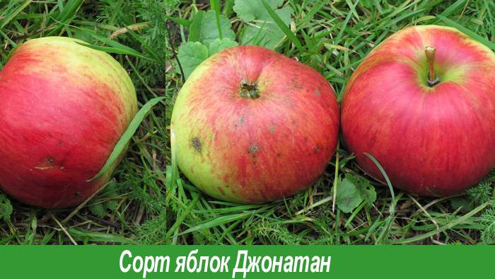 Все об американском сорте яблони джонатан