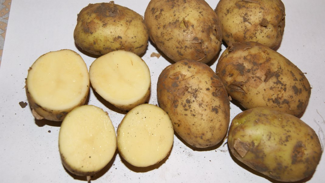 О картофеле ривьера: описание сорта, характеристики, агротехника
