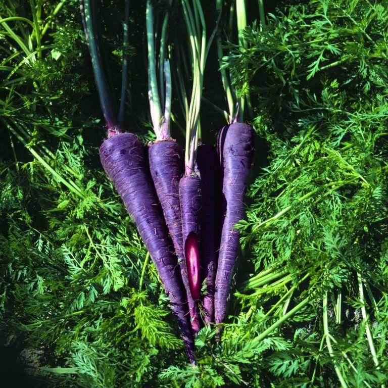 Фиолетовая морковь - что это такое, как ее применяли раньше, почему из этого вида изначально был получен оранжевый корень, а также сорта и выращивание русский фермер