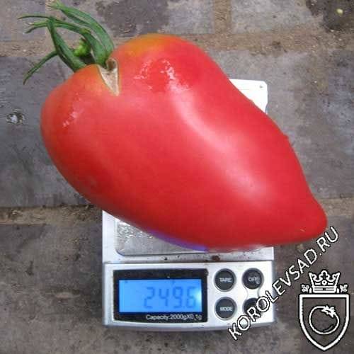 Необычный внешний вид и специфический вкус: тепличный томат американский длинноплодный