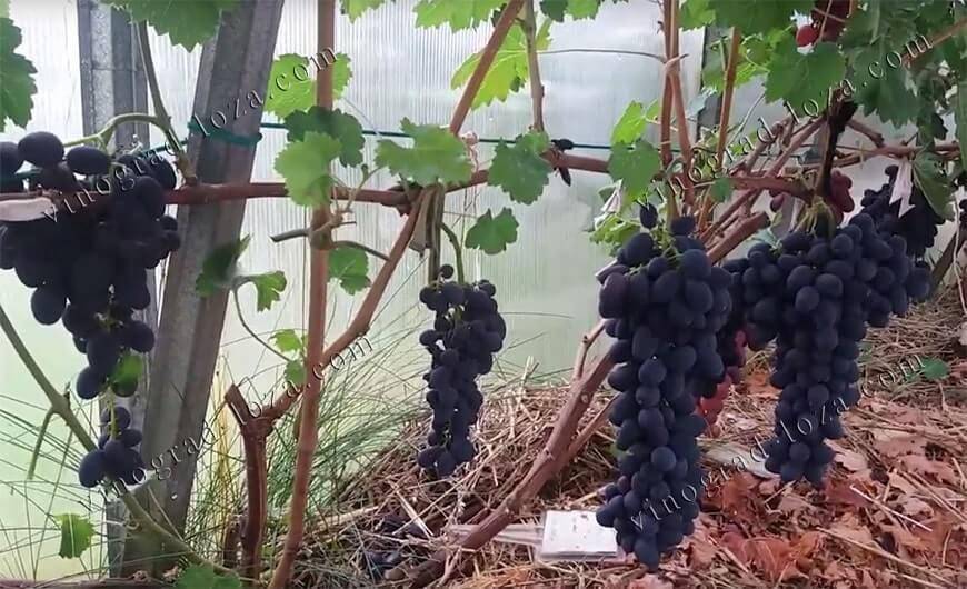 Особенности сорта винограда «забава»: описание и характеристики, уход и отзывы