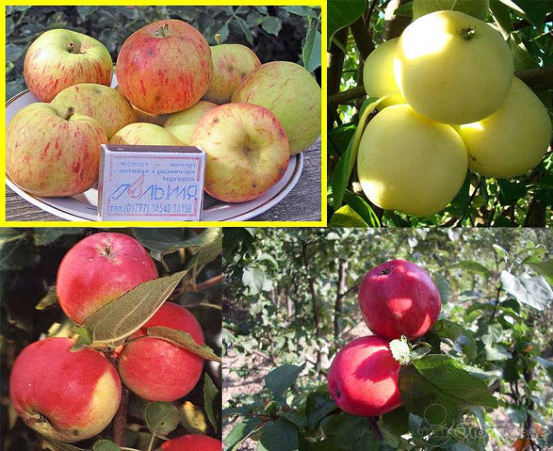 Яблоня фуджи фото и подробная характеристика. сбор и хранение урожая