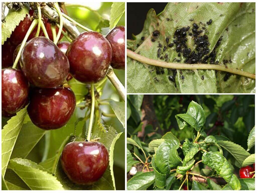 Методы борьбы с вредителями и болезнями войлочной вишни