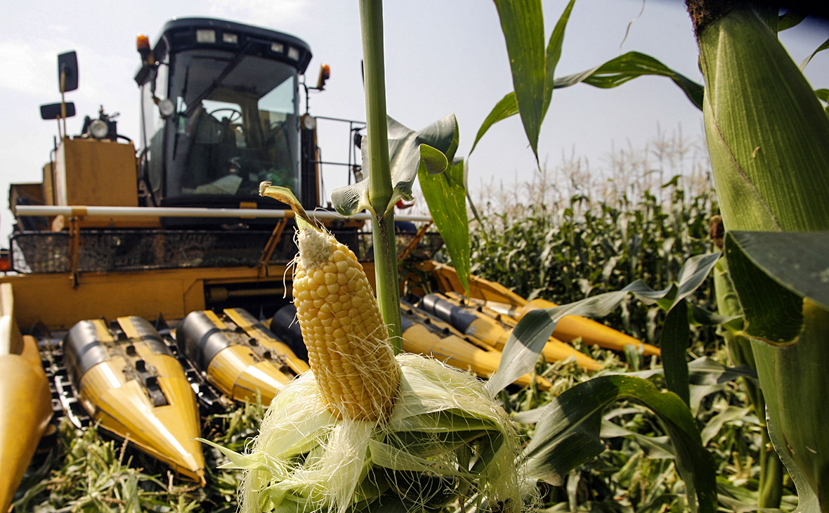 Технология возделывания кукурузы на силос, уборка, сорта и урожайность