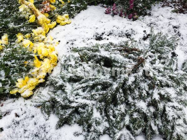 Как сохранить хризантемы зимой не выкапывая из грунта