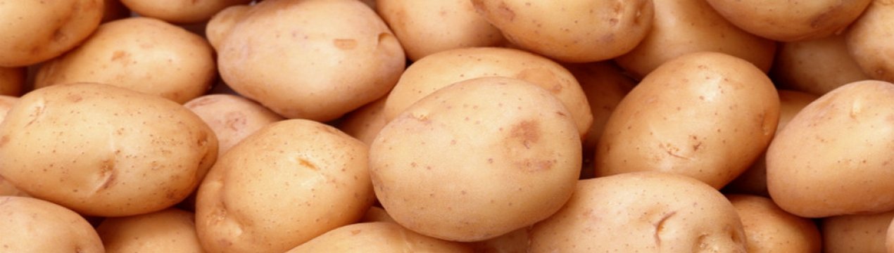 Характеристика сортов картофеля и особенности их выращивания | cельхозпортал