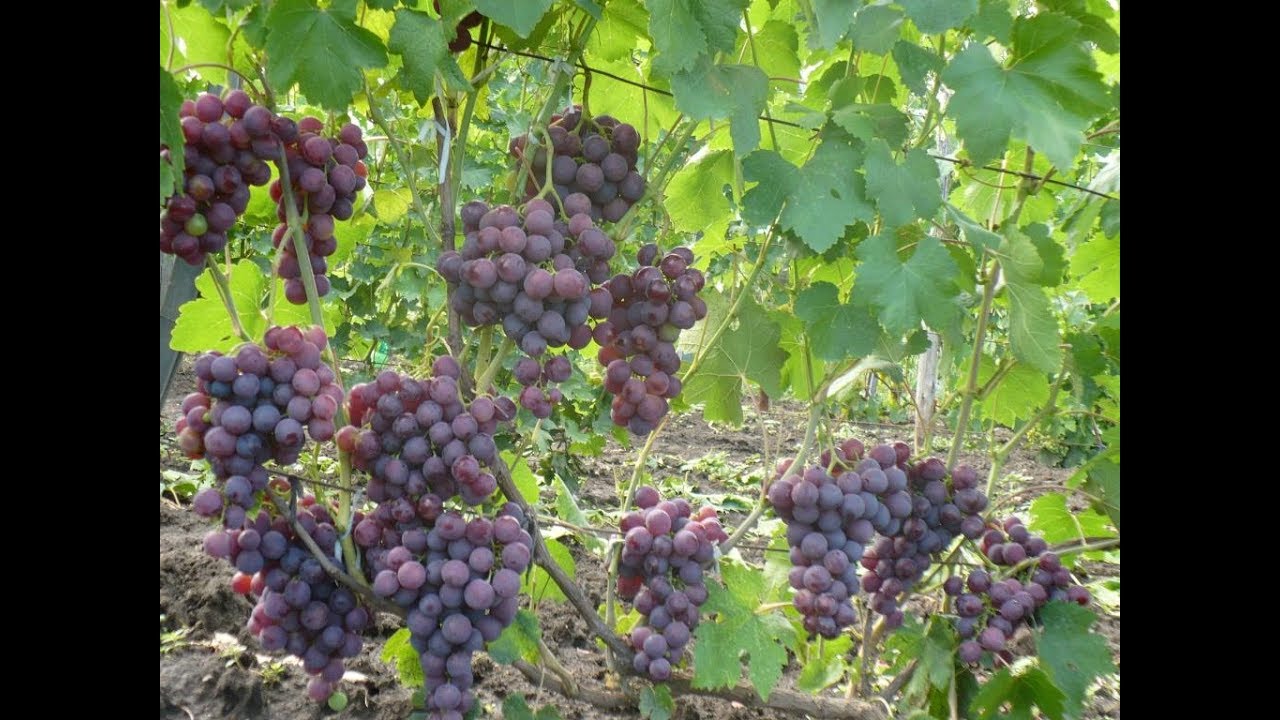 Виноград арочный: описание сорта с характеристикой и отзывами, особенности посадки и выращивания, фото