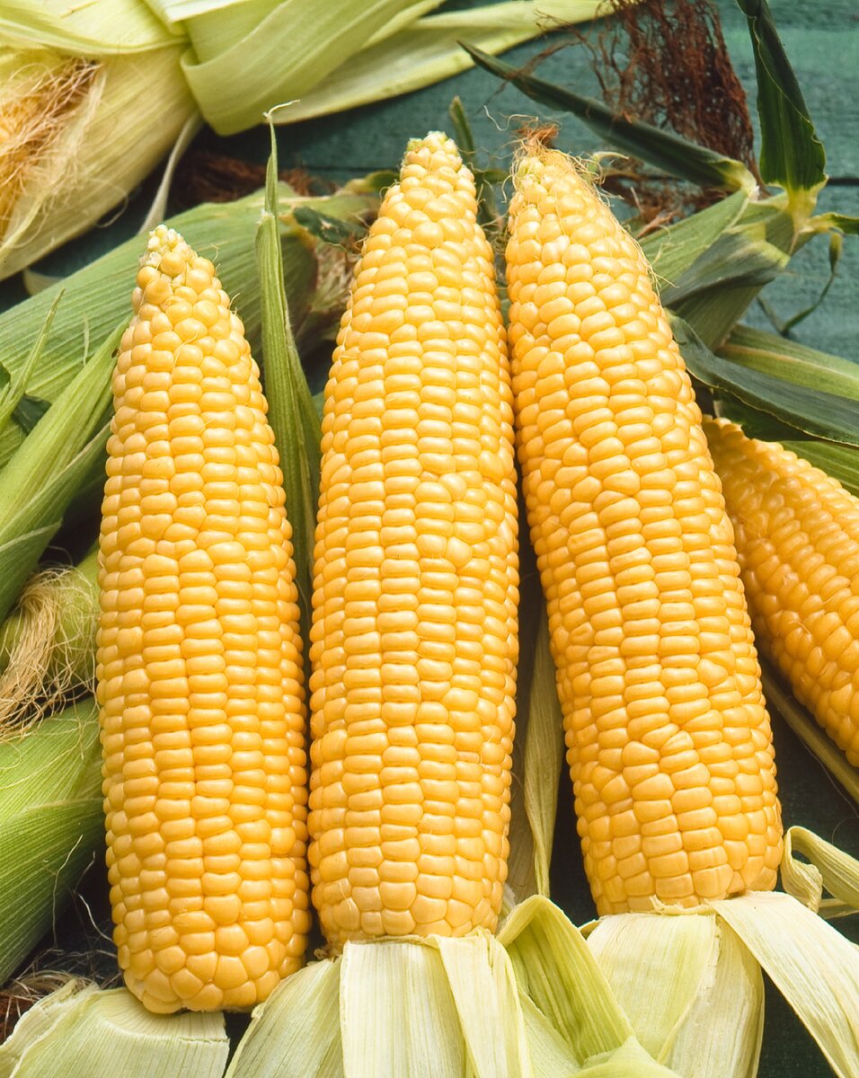 Сорта кукурузы: какие бывают, виды семян, характеристика и описание разновидностей, их фото и отзывы фермеров