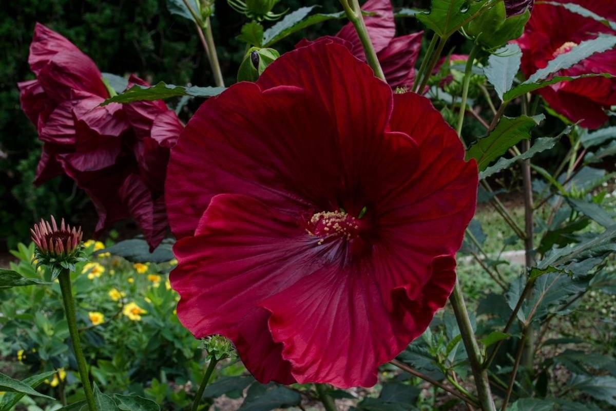 Гибискус садовый (44 фото): уход и способы размножения. как зимует цветок? как размножить его осенью черенками? правила посадки