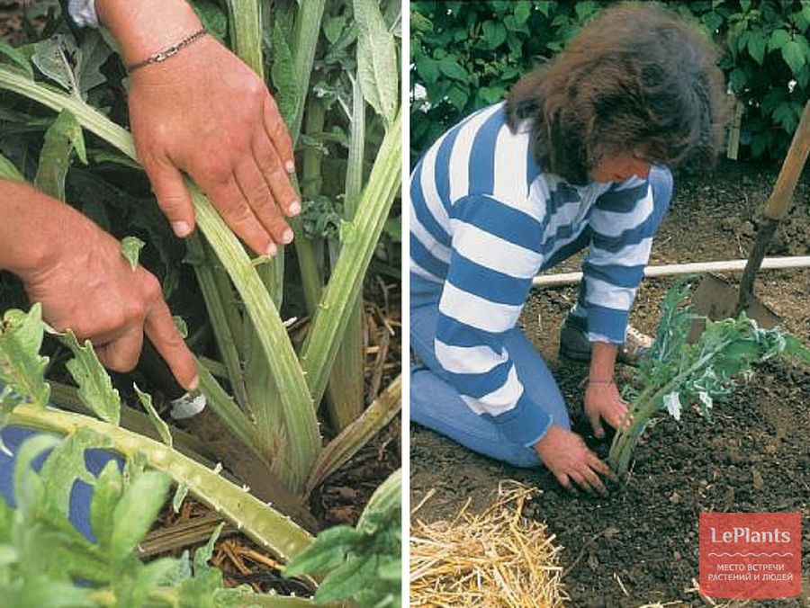 Артишок: выращивание из семян в средней полосе в домашних условиях - как посадить и правильно выращивать, посев на рассаду