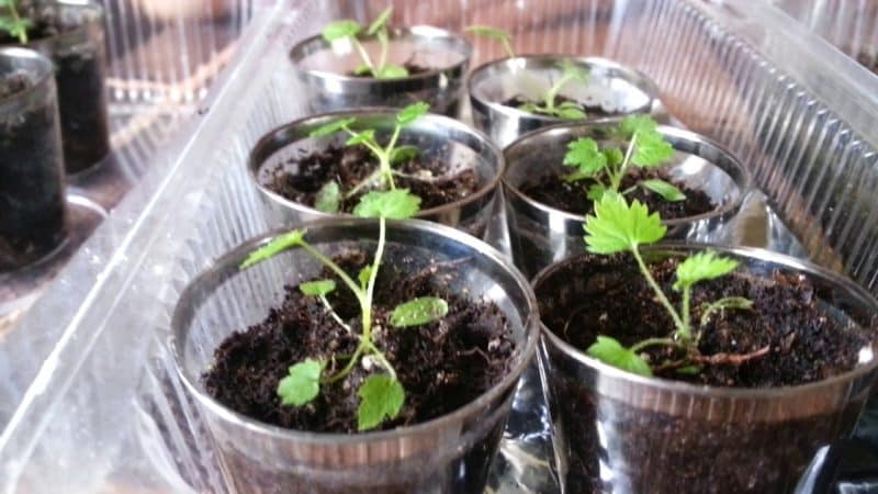 Как вырастить чернику из семян в домашних условиях: правила посадки и ухода