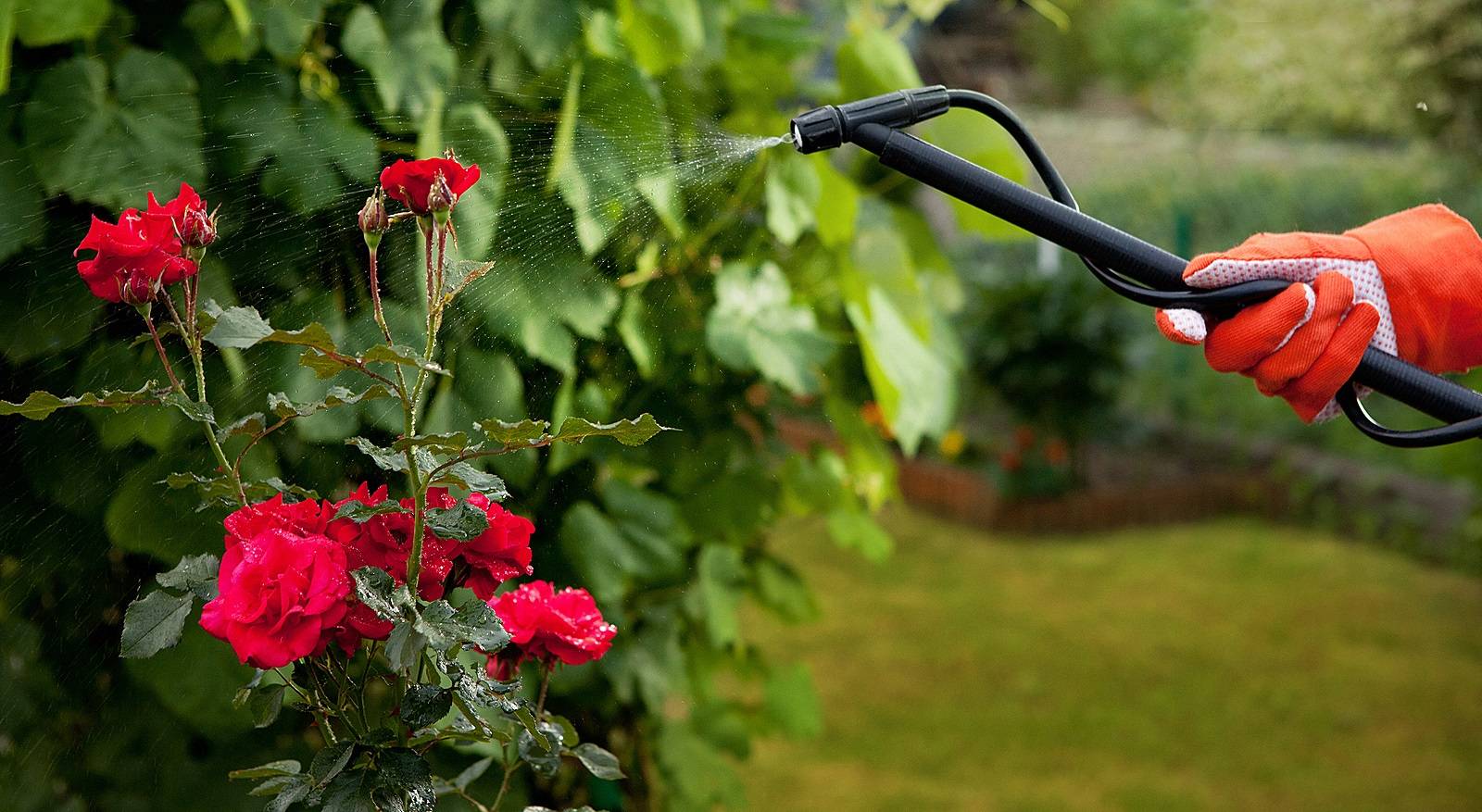 Розы в теплице: правила выращивания и ухода + полезные советы