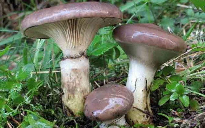 В подмосковных лесах пришло время мокрухи: грибная охота продолжается