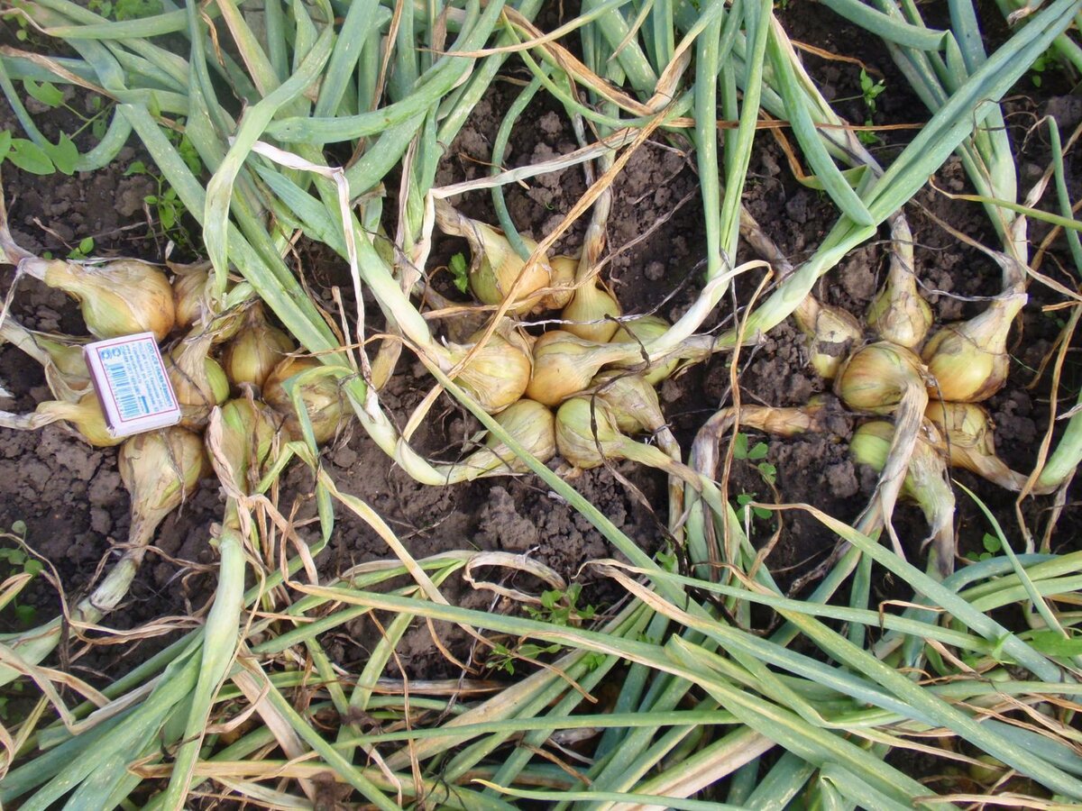 Семейный лук: выращивание и уход в открытом грунте и теплице, пошаговое руководство от посадки семян до сбора урожая