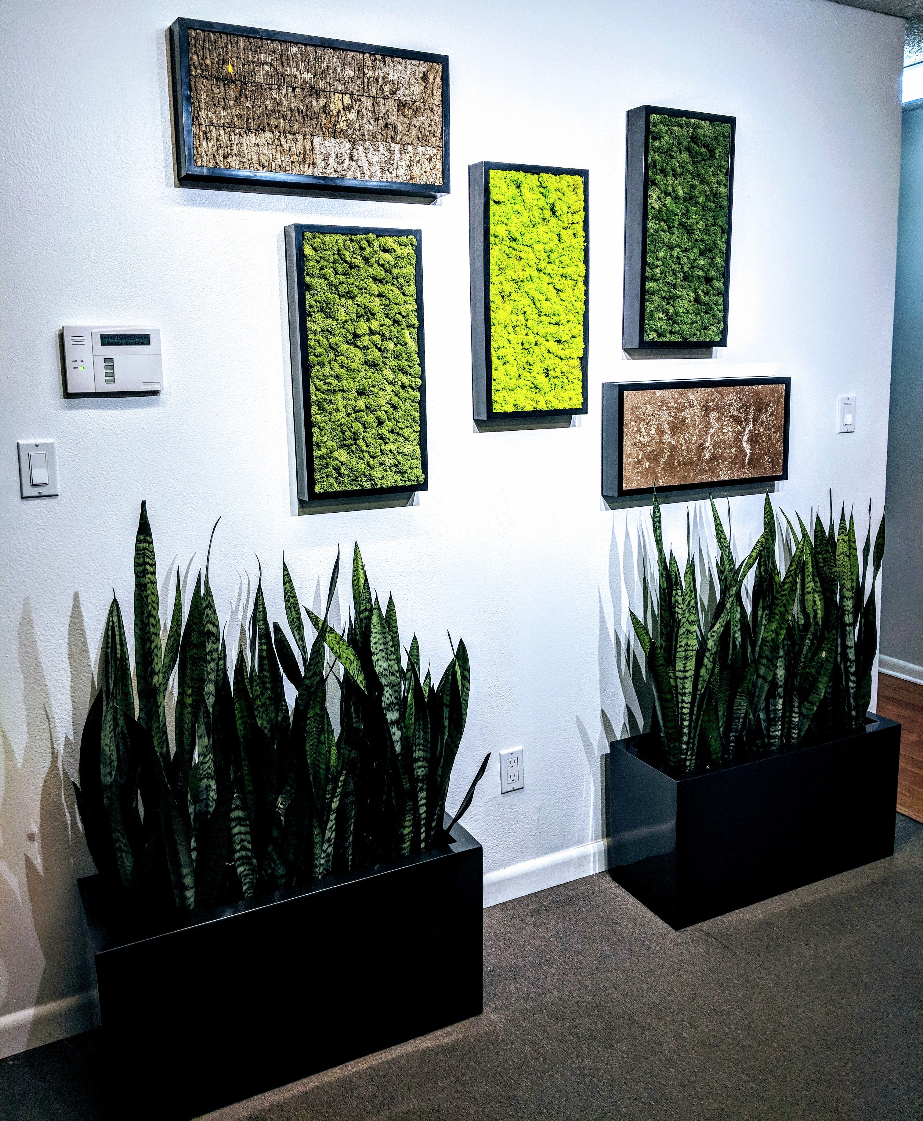 Живые картины из растений на стену (45 фото): как сделать зеленые, виды, посадка, уход