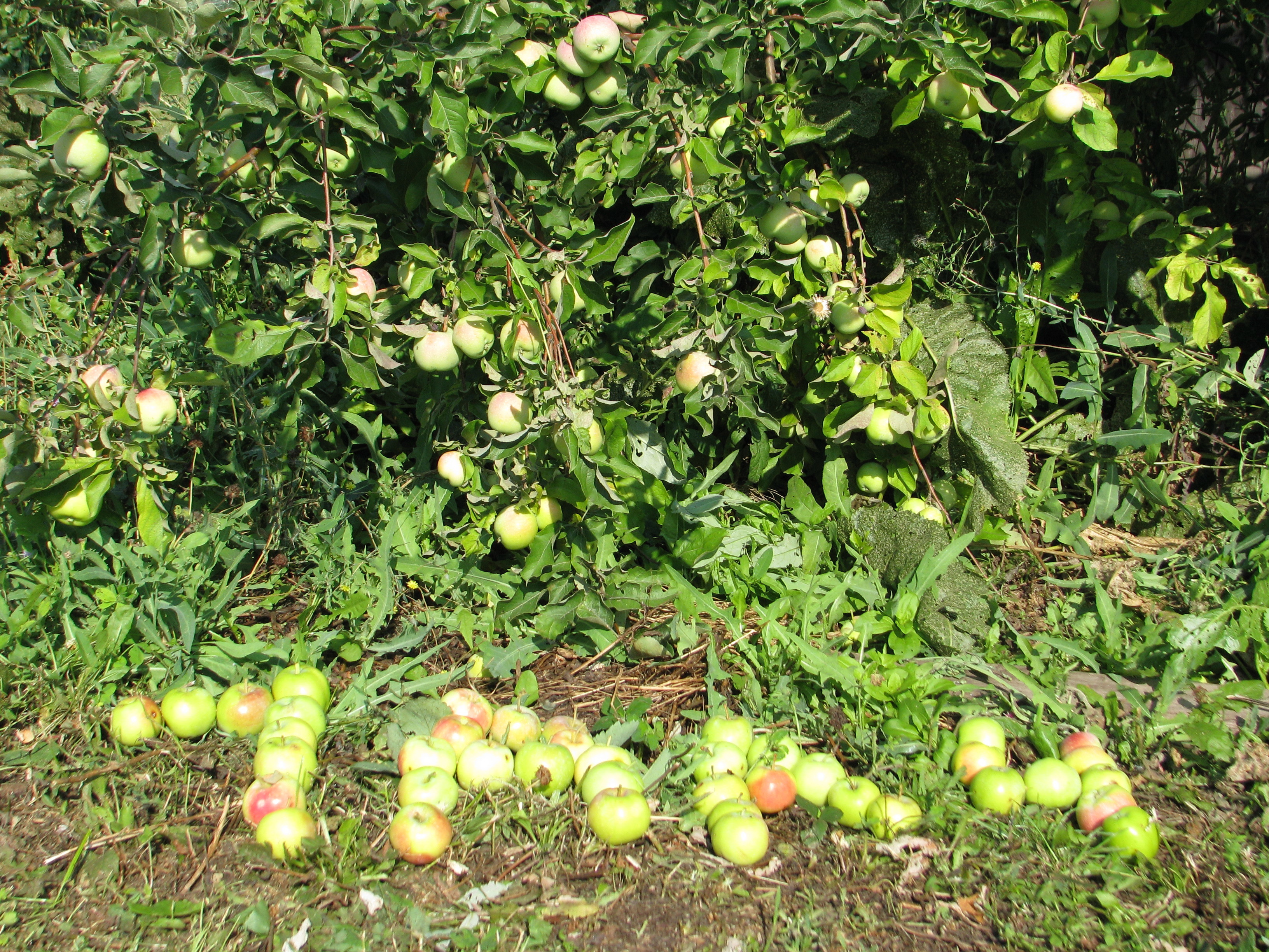 Яблоня яблочный спас: топ отзывы, секреты посадки, описание, фото