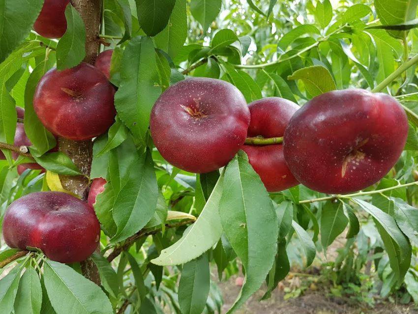Инжирный персик: фото и описание, сорта, особенности выращивания и ухода