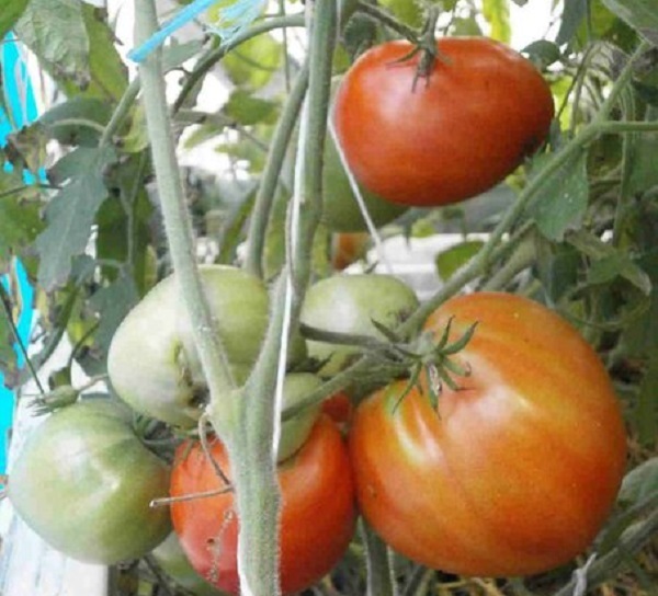 Штамбовые томаты: главные вопросы выращивания и ухода