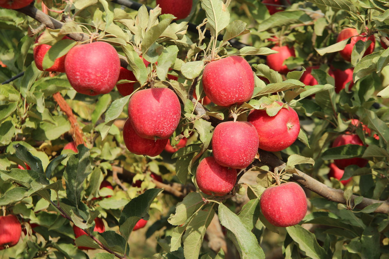 Яблоня гала: описание сорта и его видов, их достоинства и недостатки