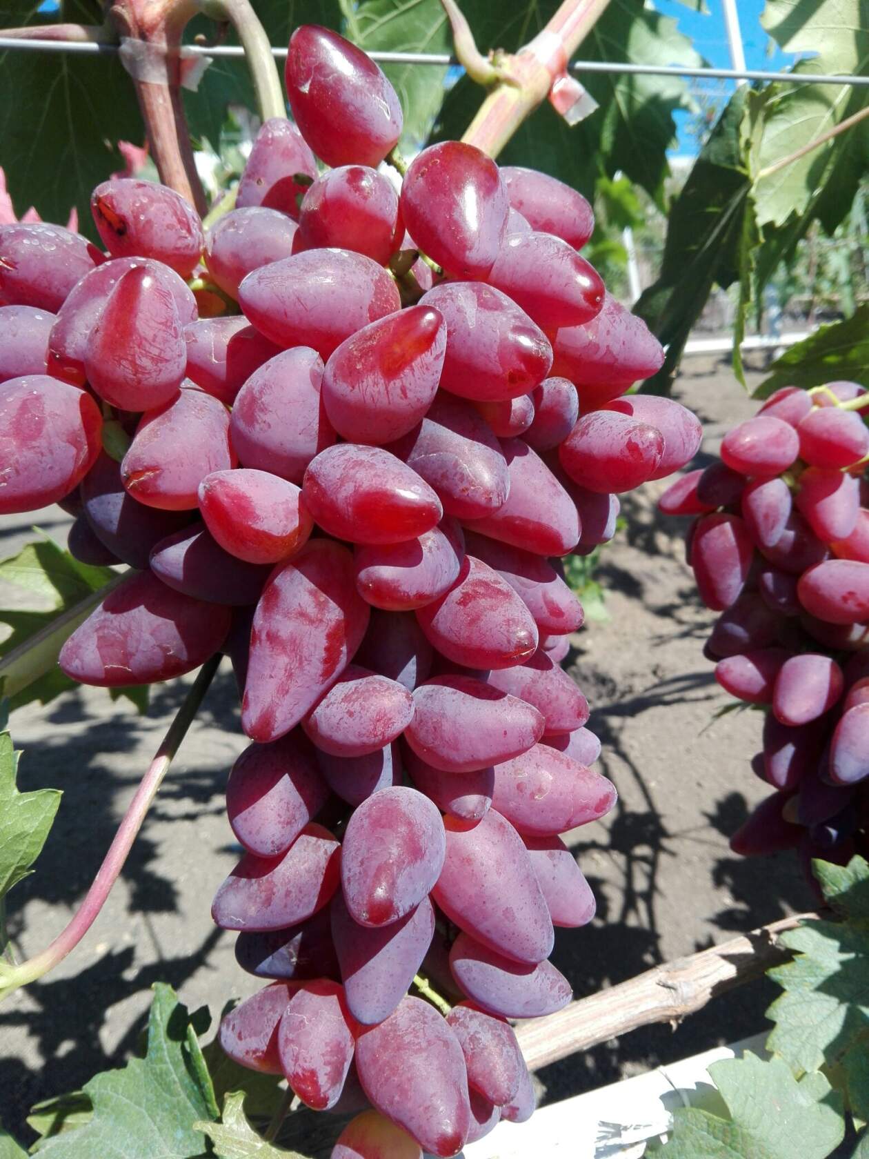 Виноград дубовский розовый: описание сорта, фото, отзывы и видео