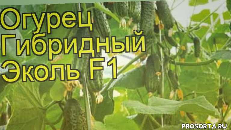 Огурец клодин f1: описание сорта, фото, отзывы, урожайность