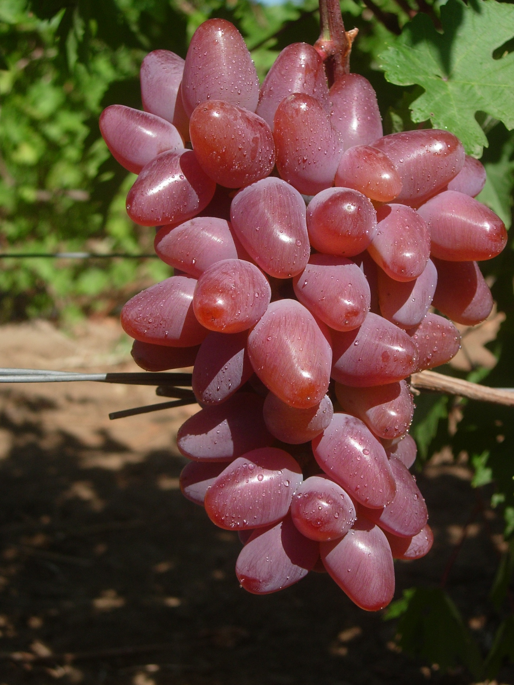 Виноград виктория: описание сорта, отзывы, фото урожая, посадка, выращивание и уход, опылители, урожайность, морозоустойчивость