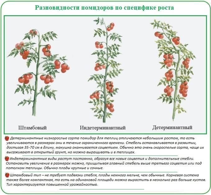 Коричневый сахар томаты позднеспелые оригинальные русский фермер