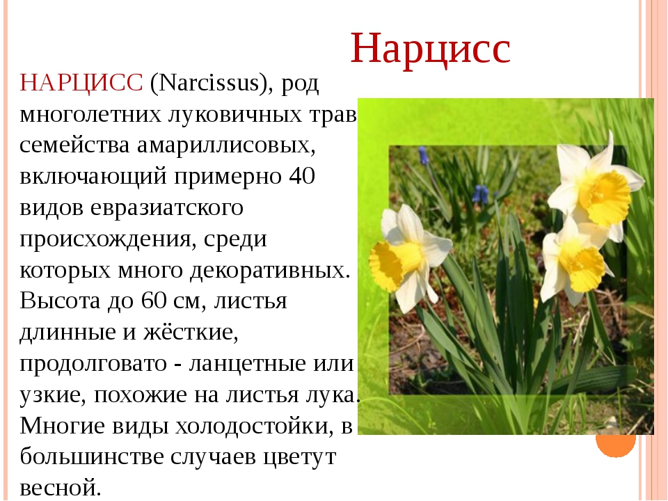 Нарциссы текст. Нарцисс краткое описание для детей. Нарцисс род многолетних луковичных трав. Нарцисс Конфуоко. Нарцисс Heamoor.