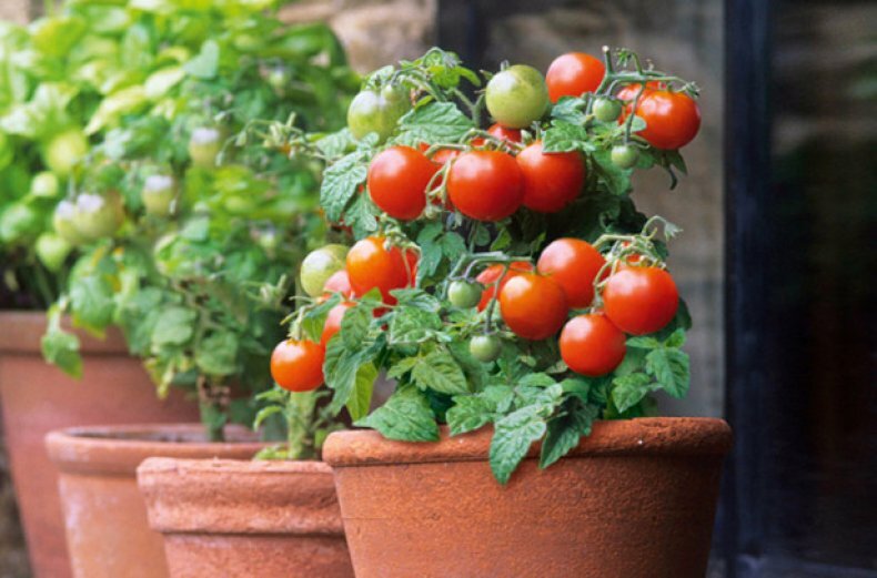 Знакомство с сортом помидоров «балконное чудо». практические рекомендации по выращиванию и уходу дома и на огороде