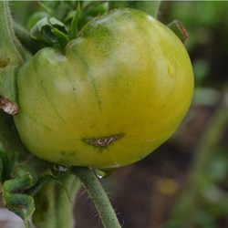 Описание сорта томата лягушка-царевна и его характеристики - всё про сады