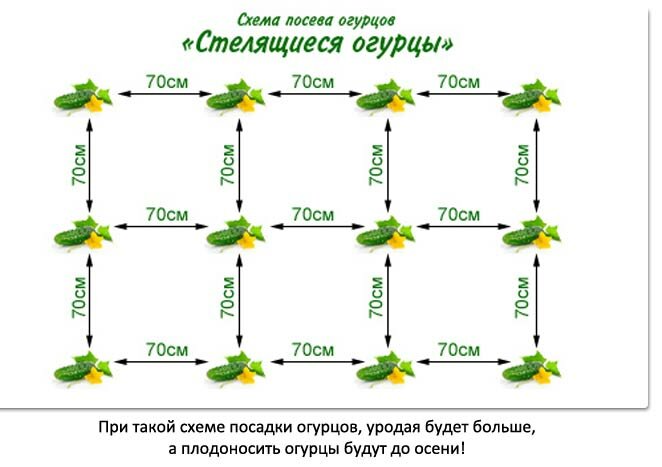 Посадка огурцов с кукурузой в грунт или теплицу для совместного выращивания (схема)
