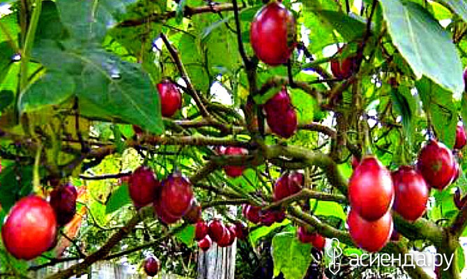 Тамарилло фрукт (томатное дерево)