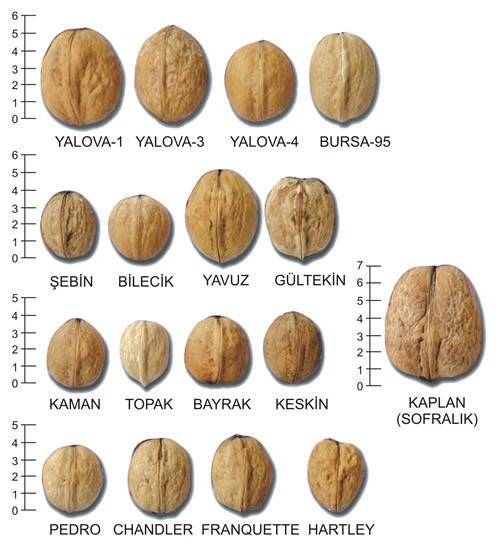 Грецкий орех выращивание обрезка лечебные и полезные свойства