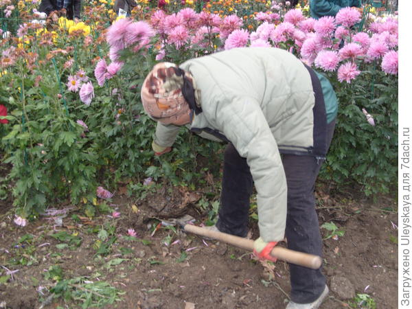 Как сажать хризантемы осенью - пересадка, деление, черенкование, уход. | красивый дом и сад