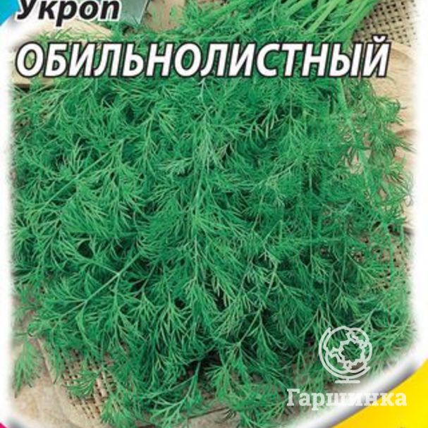 Укроп кустовой: описание сортов, выращивание и уход с фото