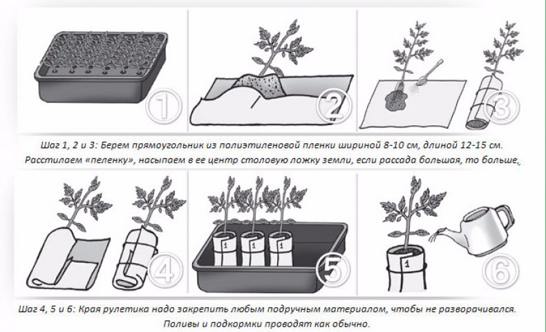 Обработка и подготовка семян томатов к посеву на рассаду: как замачивать и проращивать