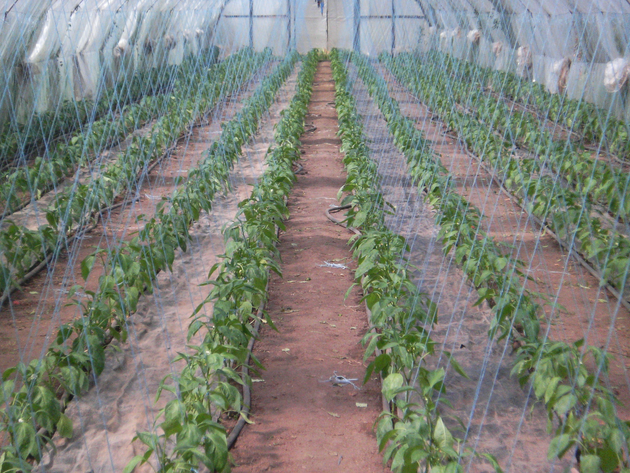 Технология выращивания кукурузы в открытом грунте и теплице, посадка и уход