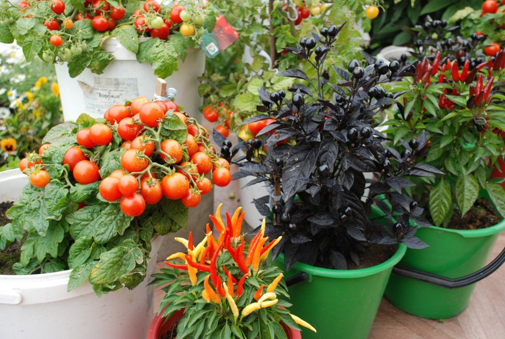 Выращивание томатов в горшках: плюсы и минусы огорода над землей, а также как выбрать подходящие сорта помидоров для посадки и каким образом получить хороший урожай? русский фермер