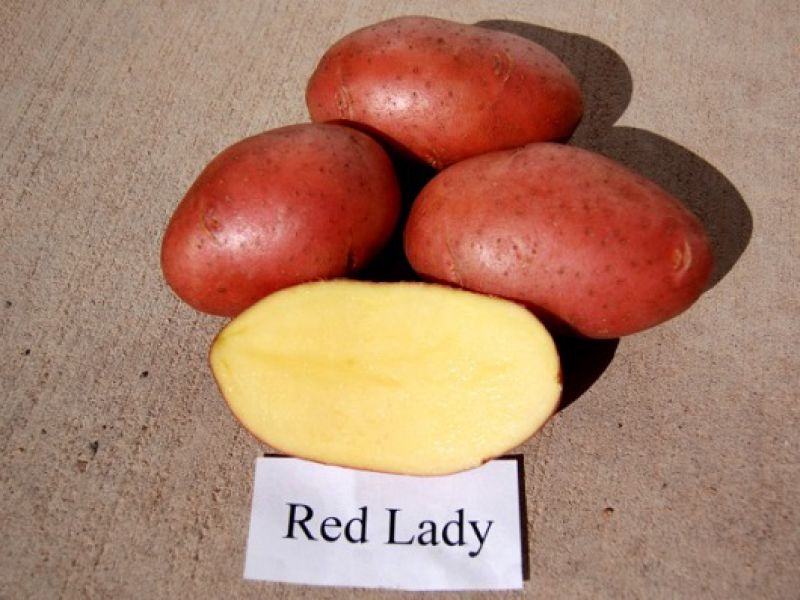 Картофель ред леди: характеристика и описание сорта, фото, отзывы