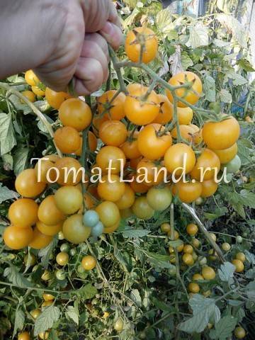 Томат саммер сан: описание и характеристика сорта, урожайность с фото