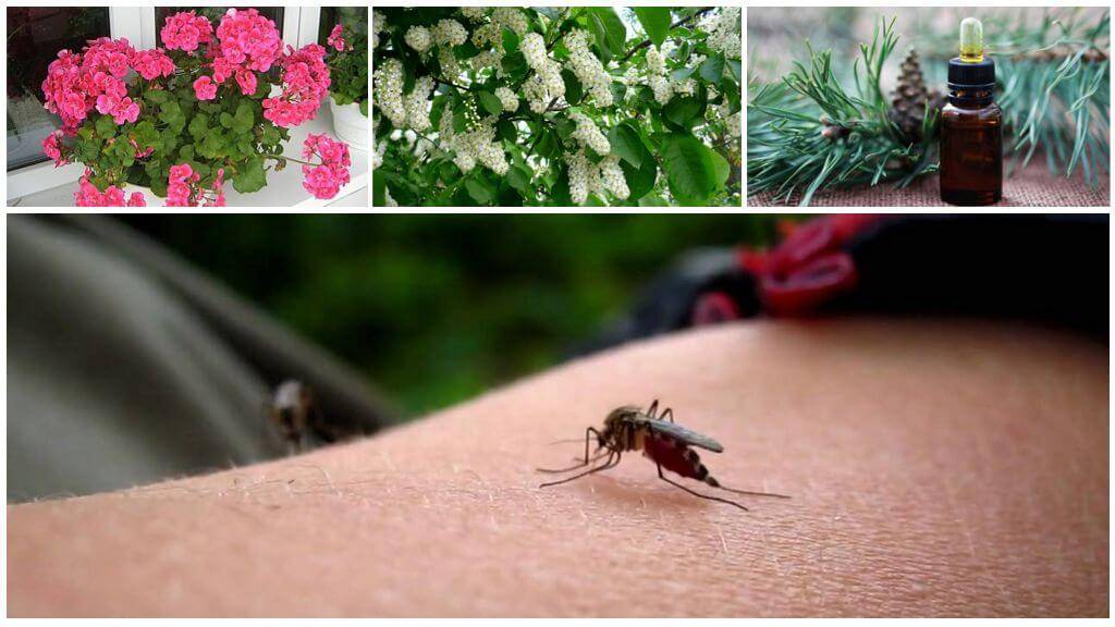 Растения против комаров: что посадить на даче, чтобы защититься от комаров | огородники