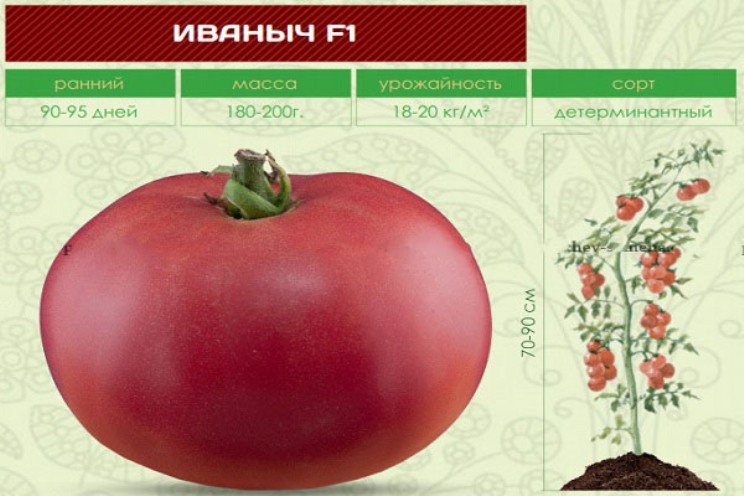 Описание томата Иваныч f1 и рекомендации по выращиванию