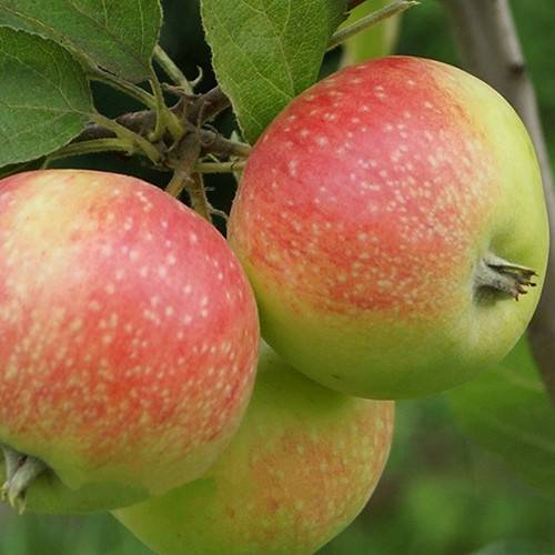 Описание сорта яблони толунай: фото яблок, важные характеристики, урожайность с дерева