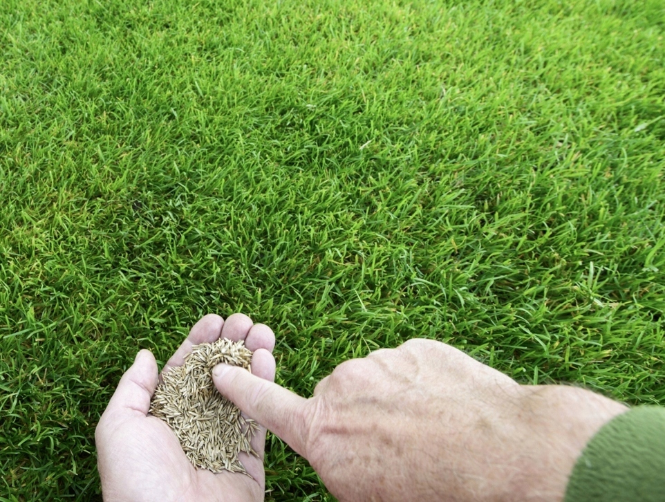 Семена для газона: как выбрать правильный состав смеси, чтобы посадить газон