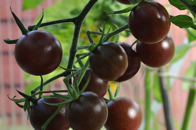 Рейтинг сортов и гибридов томатов черри, которые я выращивала. описание. фото — ботаничка.ru