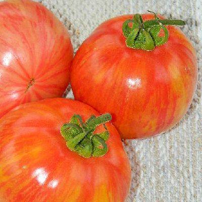 Описание сорта томата винтейдж вайн, его характеристика и урожайность