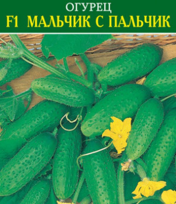 Огурец мальчик с пальчик f1 - описание сорта, фото, отзывы, посадка и уход - журнал "совхозик"
