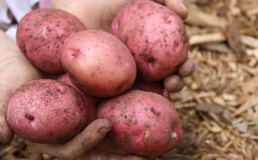 Сорт картофеля ласунок: описание и характеристика, отзывы