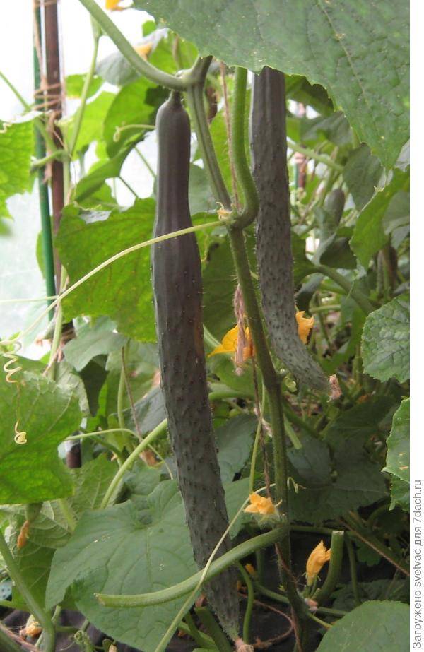 Огурцы изумрудный поток f1 – особенности сорта и секреты выращивания