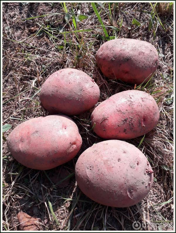 Сорт картофеля ароза: характеристика, описание с фото, отзывы